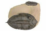 Zlichovaspis Trilobite With Small Reedops - Lghaft, Morocco #183719-4